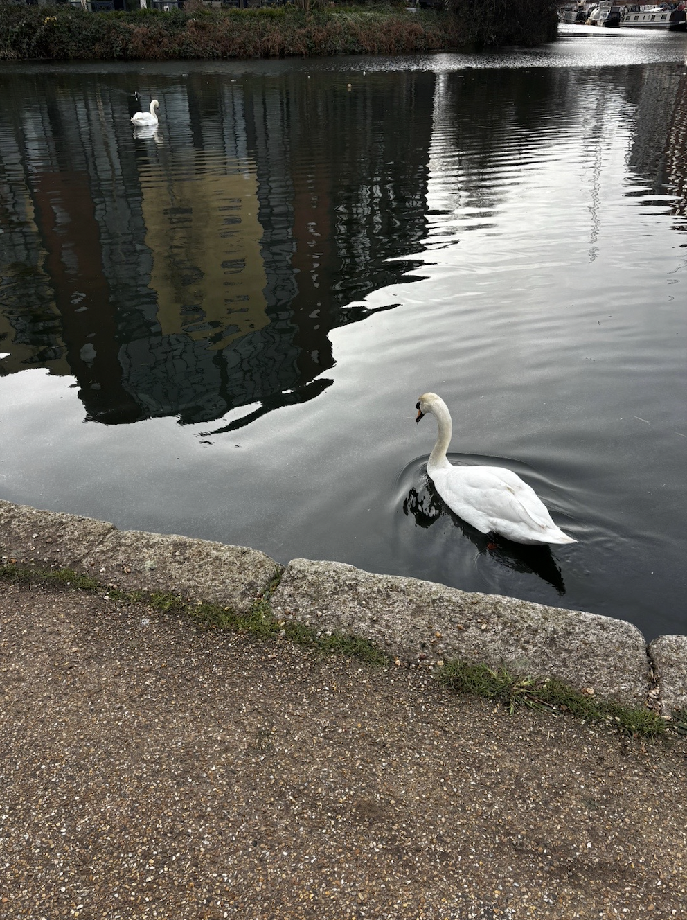 swan